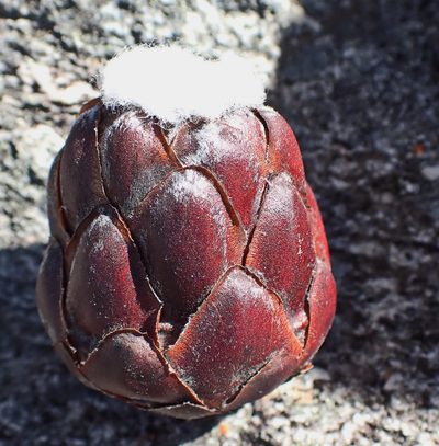Protea foliosa, photographed by Di Turner