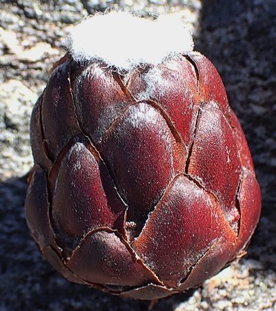 Protea foliosa, photographed by Di Turner