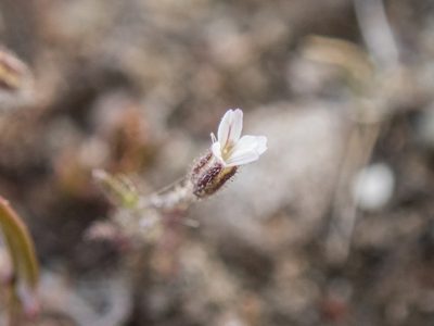 Gypsophila australis, photographed by Cara-Lisa Schloots