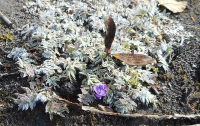 Oxytropis pumilio, photographed by Николай Соболев