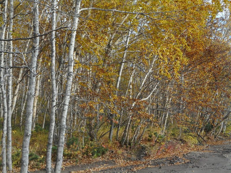 Betula ermanii, photographed by Николай Соболев