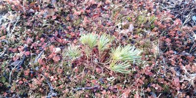 Pinus pumila, photographed by Николай Соболев