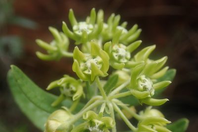 Schizoglossum cordifolium, photographed by Jimmy Whatmore
