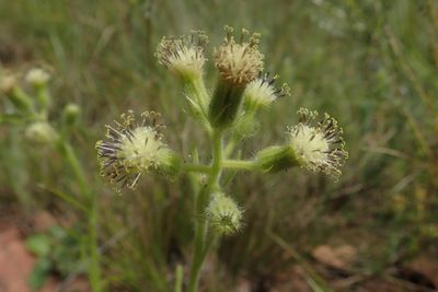 Senecio barbatus, photographed by Jimmy Whatmore