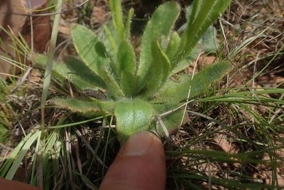 Senecio barbatus, photographed by Jimmy Whatmore