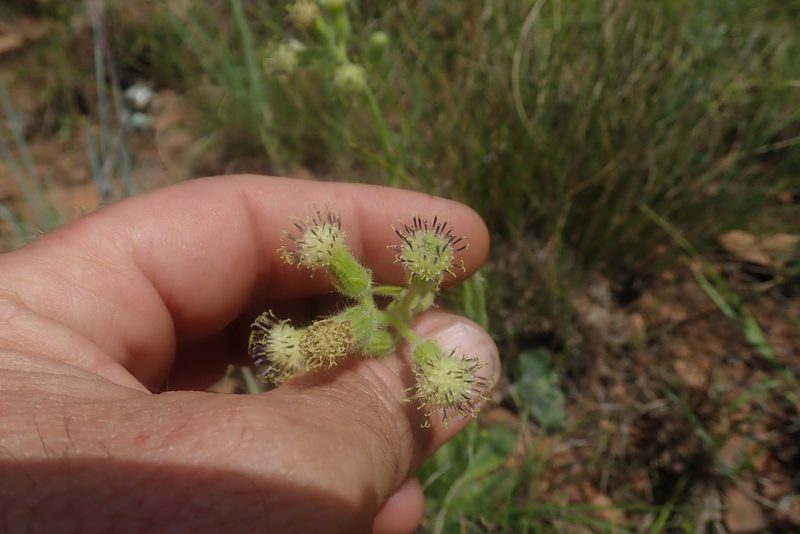 Senecio barbatus, photographed by Jimmy Whatmore