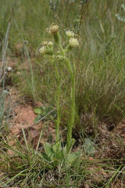 Senecio barbatus, photographed by Jimmy Whatmore