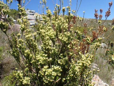 Leucadendron loeriense, photographed by Di Turner