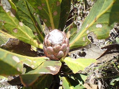 Protea foliosa, photographed by Di Turner