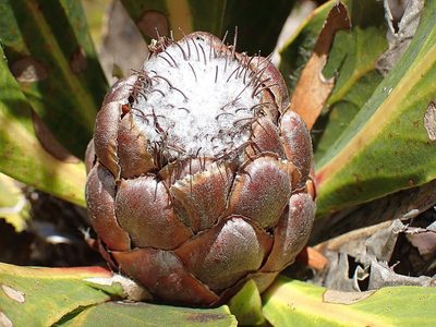 Protea foliosa, photographed by Di Turner
