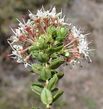 Agathosma puberula, photographed by Di Turner