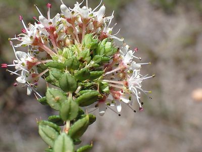 Agathosma puberula, photographed by Di Turner