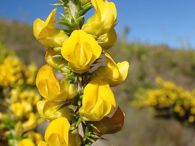 Aspalathus aciphylla, photographed by Di Turner