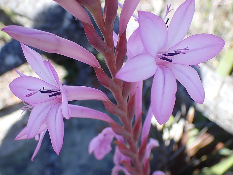 Watsonia knysnana, photographed by Di Turner