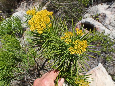 Hymenolepis indivisa, photographed by Di Turner
