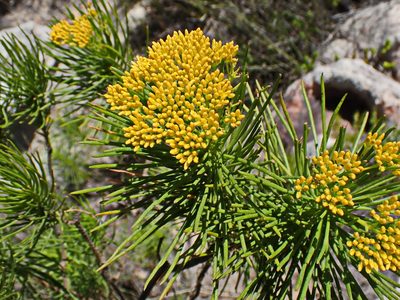 Hymenolepis indivisa, photographed by Di Turner