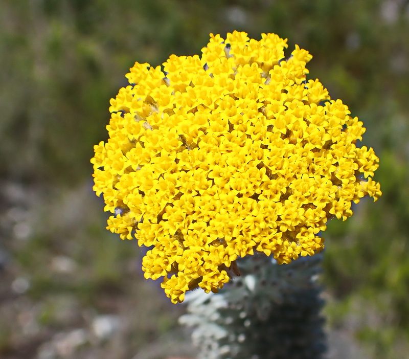 Athanasia pinnata, photographed by Di Turner