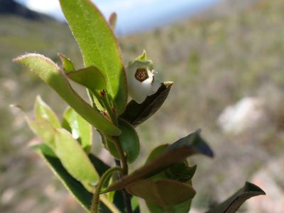 Diospyros scabrida, photographed by Di Turner