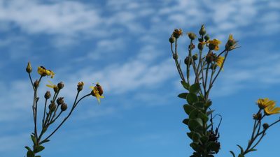Osteospermum imbricatum, photographed by Di Turner