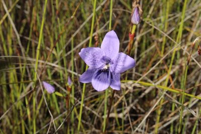 Epiblema grandiflorum, photographed by Em Lamond