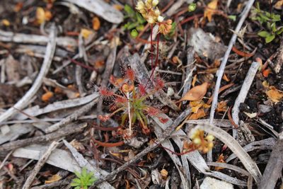 Drosera paleacea, photographed by Em Lamond