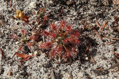 Drosera paleacea, photographed by Em Lamond