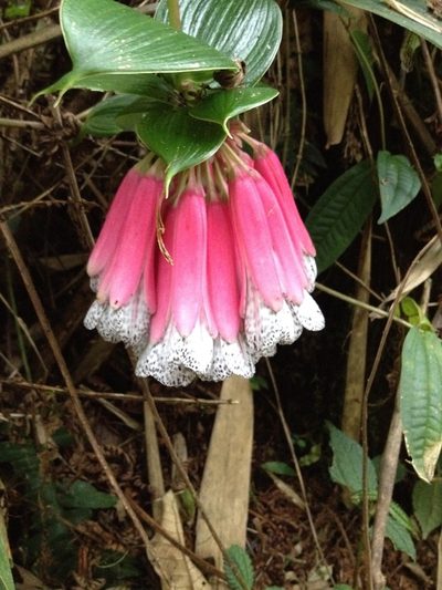 Bomarea pardina, photographed by Tanja Milotić