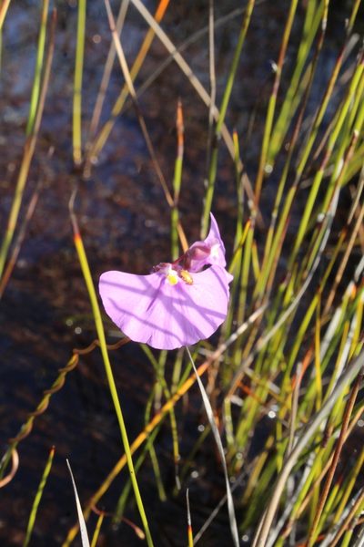Utricularia volubilis, photographed by Em Lamond