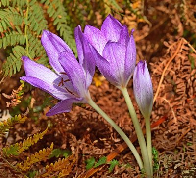 Colchicum bivonae, photographed by Kostas Zontanos