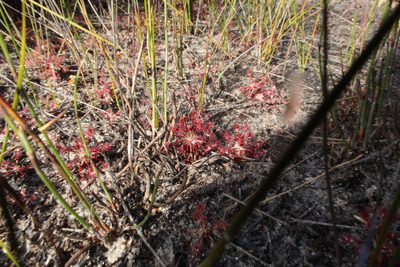 Drosera paleacea, photographed by Em Lamond
