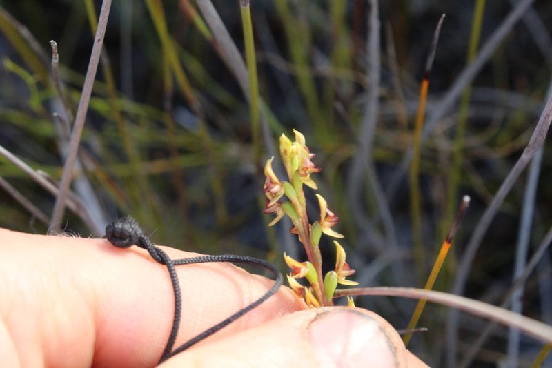 Prasophyllum paulinae, photographed by Em Lamond