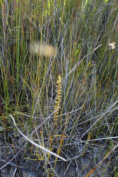 Prasophyllum paulinae, photographed by Em Lamond