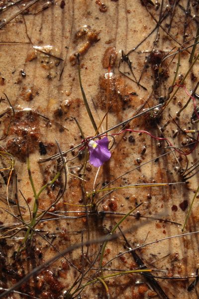 Utricularia volubilis, photographed by Em Lamond