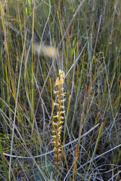 Prasophyllum paulinae, photographed by Em Lamond