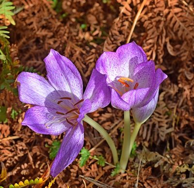 Colchicum bivonae, photographed by Kostas Zontanos