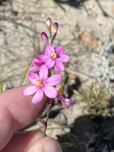 Ixia stricta, photographed by Dave U