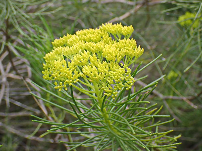 Hymenolepis indivisa, photographed by Di Turner