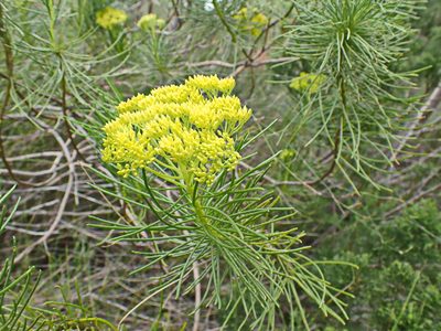 Hymenolepis indivisa, photographed by Di Turner