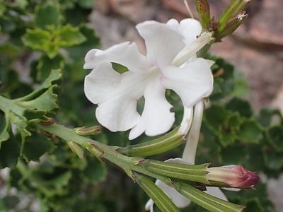Chascanum cuneifolium, photographed by Di Turner