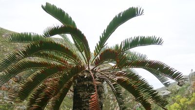 Encephalartos longifolius, photographed by Di Turner