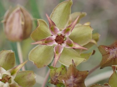 Asclepias expansa, photographed by Di Turner