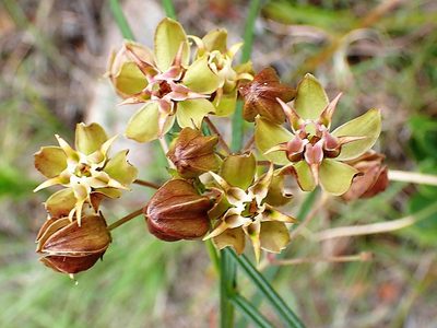 Asclepias expansa, photographed by Di Turner