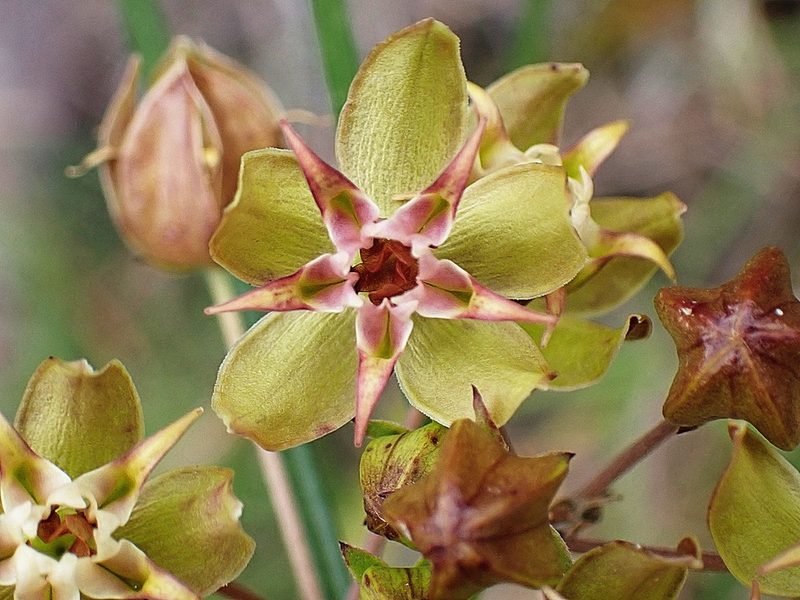 Asclepias expansa, photographed by Di Turner