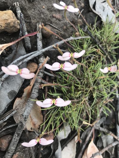 Stylidium uniflorum, photographed by Ann Bentley