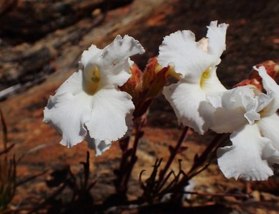Harveya capensis, photographed by Nicola van Berkel