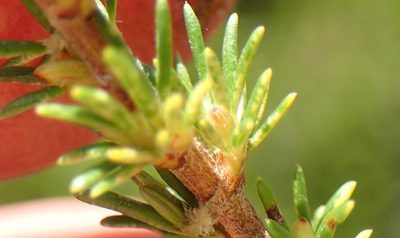 Cliffortia tuberculata, photographed by Nicola van Berkel