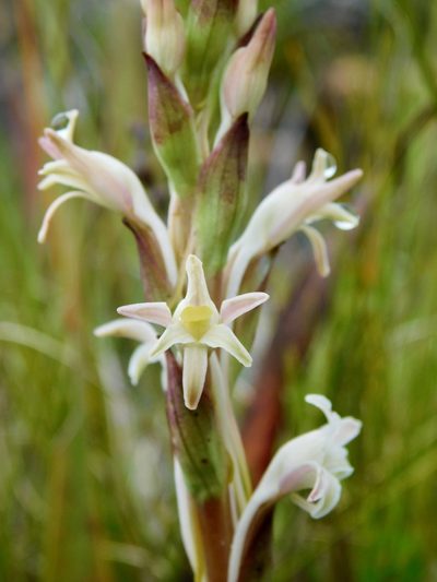 Satyrium stenopetalum, photographed by Rebecca Ryen-Stols