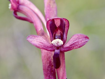 Disa ophrydea, photographed by Rebecca Ryen-Stols