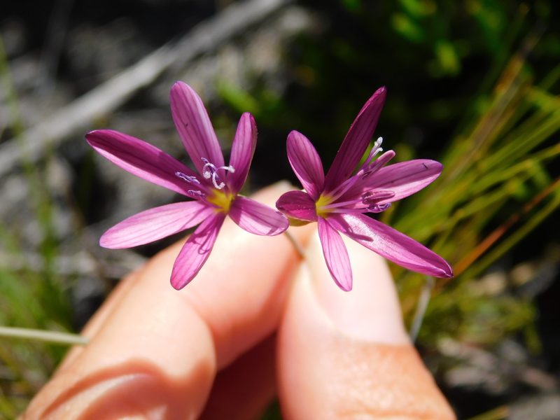 Geissorhiza inconspicua, photographed by Rebecca Ryen-Stols