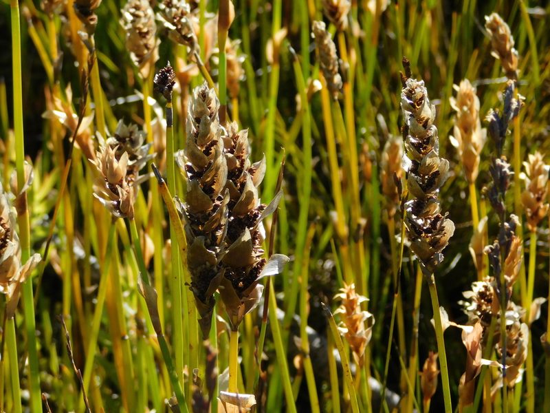 Elegia vaginulata, photographed by Rebecca Ryen-Stols